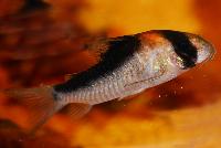 <i>Corydoras duplicareus</i>