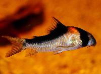 <i>Corydoras duplicareus</i>