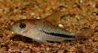 <i>Corydoras baderi</i>