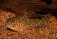 <i>Corydoras cruziensis</i>