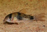 <i>Corydoras ehrhardti</i>