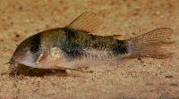 <i>Corydoras ehrhardti</i>