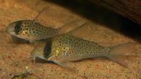 <i>Corydoras leucomelas</i>