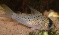 <i>Corydoras leucomelas</i>