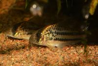 <i>Corydoras</i> sp. 'C133'