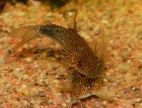 <i>Corydoras similis</i>