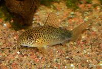 <i>Corydoras similis</i>