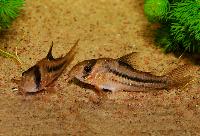 <i>Corydoras</i> sp. 'CW021'