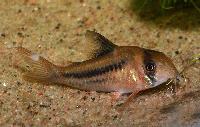 <i>Corydoras</i> sp. 'CW021'