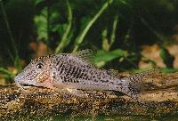 <i>Corydoras ellisae</i>