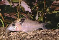 <i>Corydoras virginiae</i>