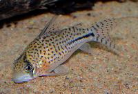 <i>Corydoras</i> sp. 'C091'