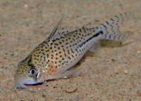 <i>Corydoras</i> sp. 'C091'