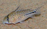 <i>Corydoras</i> sp. 'C091'