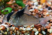 Tvåfärgad pansarmal/corydoras