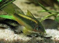 <i>Corydoras</i> sp. 'golden stripe'