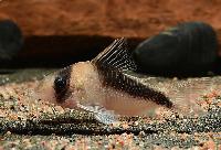 <i>Corydoras</i> sp. 