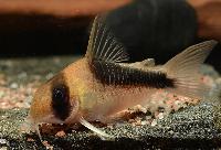 <i>Corydoras</i> sp. 