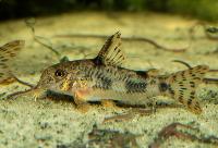 <i>Corydoras carlae</i>