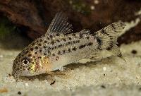 <i>Corydoras knaacki</i>