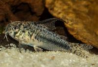 <i>Corydoras sipaliwini</i>