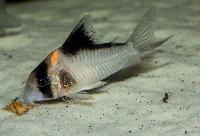 <i>Corydoras sp. 'C121'</i>