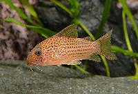 <i>Corydoras eversi</i>