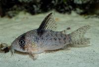 <i>Corydoras</i> sp. 'CW004'