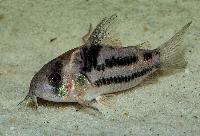 <i>Corydoras</i> sp. 'CW127'