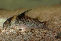 Prickig Corydoras.