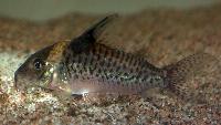 <i>Corydoras punctatus</i>