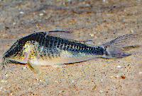 <i>Corydoras fowleri</i>