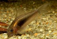 <i>Corydoras</i> sp. 'CW097'