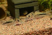 <i>Corydoras filamentosus</i>