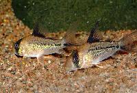 <i>Corydoras</i> sp. 'C003'