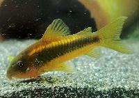 <i>Corydoras</i> sp. 'CW010'