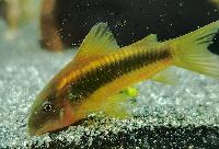 <i>Corydoras</i> sp. 'CW010'