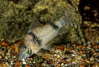 <i>Corydoras</i> sp. 'CW012'