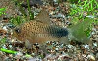 <i>Corydoras similis</i>