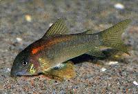 <i>Corydoras</i> sp. CW023