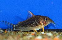 <i>Corydoras seussi</i>