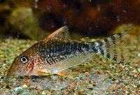 <i>Corydoras seussi</i>