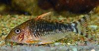 <i>Corydoras seussi</i>