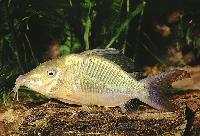 <i>Corydoras britskii</i>