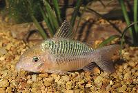 <i>Corydoras splendens</i>