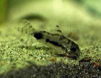 <i>Corydoras habrosus</i>