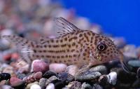 <i>Corydoras maculifer</i>