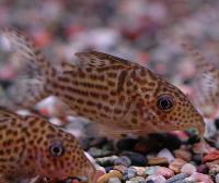 <i>Corydoras maculifer</i>