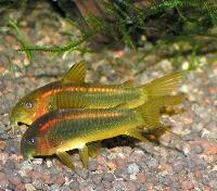 <i>Corydoras</i> sp.  "orangestripe"