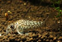 Loretopansarmal, loretocorydoras